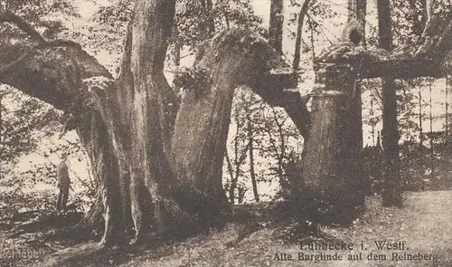 ALTE POSTKARTE ALTE BURGLINDE AUF DEM REINEBERG LÜBBECKE LINDE BAUM TREE ARBRE Tilleul Lime Linde cpa postcard AK