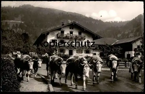 ÄLTERE POSTKARTE ALMABTRIEB BAYRISCHZELL ZELLERHOF Kuh Kühe vache vaches cow cows postcard cpa AK Ansichtskarte