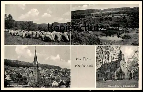 ÄLTERE POSTKARTE WILSENROTH DER SCHÖNE WESTERWALD DORNBURG BLASIUSKAPELLE SCHAFE Schaf sheep mouton Schafherde cpa