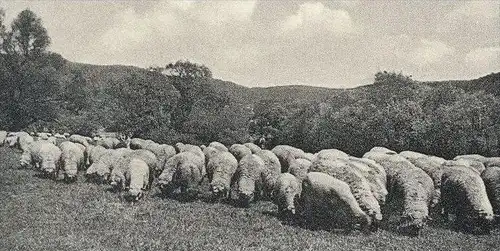 ÄLTERE POSTKARTE WILSENROTH DER SCHÖNE WESTERWALD DORNBURG BLASIUSKAPELLE SCHAFE Schaf sheep mouton Schafherde cpa