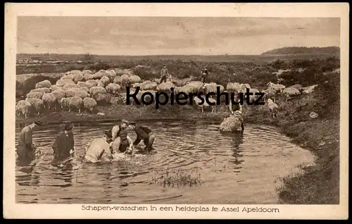 ALTE POSTKARTE SCHAPEN-WASSCHEN IN EEN HEIDEPLAS TE ASSEL APELDOORN Schafe sheep washing Nederland netherlands pays-bas