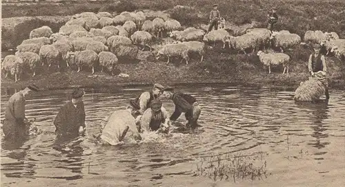 ALTE POSTKARTE SCHAPEN-WASSCHEN IN EEN HEIDEPLAS TE ASSEL APELDOORN Schafe sheep washing Nederland netherlands pays-bas