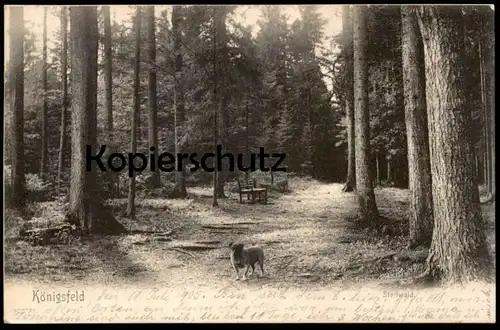 ALTE POSTKARTE KÖNIGSFELD SCHWARZWALD STELLWALD 1905 HUND dog chien black forest foret-noire cpa postcard Ansichtskarte