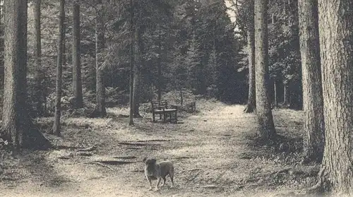 ALTE POSTKARTE KÖNIGSFELD SCHWARZWALD STELLWALD 1905 HUND dog chien black forest foret-noire cpa postcard Ansichtskarte