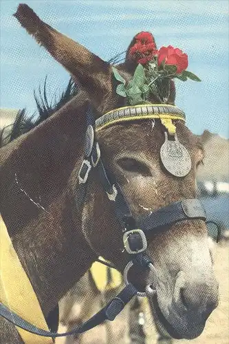 ÄLTERE POSTKARTE DONKEY PRESENTED BY RSPCA MERIT AWARD 1950 BADGE Esel ane published John Hinde Studios London postcard