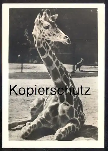 ÄLTERE POSTKARTE ZOO DRESDEN NETZGIRAFFE KENIA Giraffe girafe Tierpark Garden jardin zoologique postcard Ansichtskarte