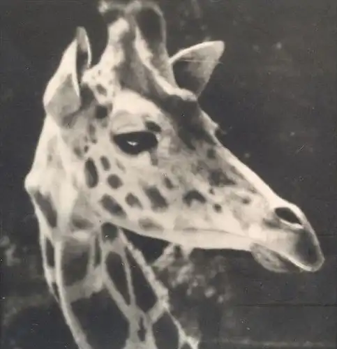ÄLTERE POSTKARTE ZOO DRESDEN NETZGIRAFFE KENIA Giraffe girafe Tierpark Garden jardin zoologique postcard Ansichtskarte