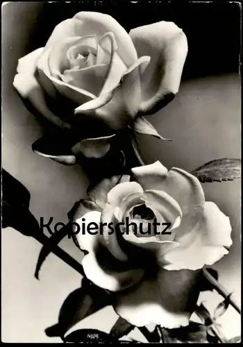 ÄLTERE POSTKARTE HERZLICHE GEBURTSTAGSGRÜSSE ROSEN DDR Blumen Blume Flower Flowers Rose Foto Jesora Karl-Marx-Stadt