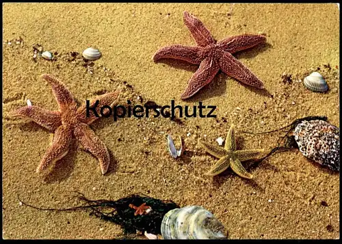 ÄLTERE POSTKARTE INSEL SYLT MUSCHEL SEESTERN sea shell starfish coquillage de mer cpa postcard AK Ansichtskarte