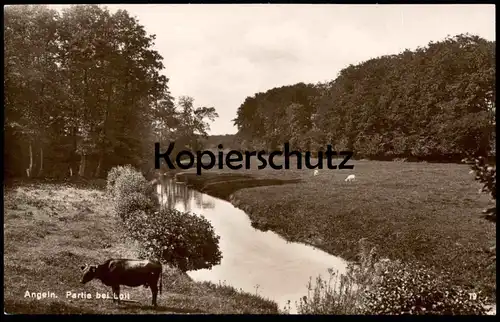 ALTE POSTKARTE ANGELN PARTIE BEI LOIT PANORAMA Kuh cow vache Ziegen Ziege goats goat Schleswig-Holstein cpa postcard