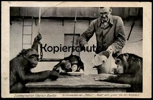 ALTE POSTKARTE ZOO BERLIN SCHIMPANSE TITINE SUSI LORE FEEDING CHIMPS JARDIN ZOOLOGIQUE ZOOLOGICA Chimp Chimpanzé Affe AK