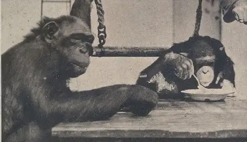 ALTE POSTKARTE ZOO BERLIN SCHIMPANSE TITINE SUSI LORE FEEDING CHIMPS JARDIN ZOOLOGIQUE ZOOLOGICA Chimp Chimpanzé Affe AK