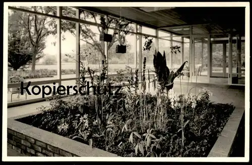 ALTE FOTO POSTKARTE BAD ZWISCHENAHN BOTANIK PFLANZEN BLUMEN Orchidee orchis orchid botany cpa photo postcard AK