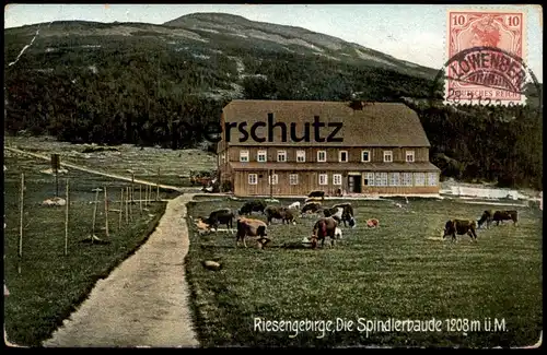 ALTE POSTKARTE RIESENGEBIRGE DIE SPINDLERBAUDE Stempel Löwenberg Schlesien Ansichtskartensammler Globus (Kosmopolit) Kuh