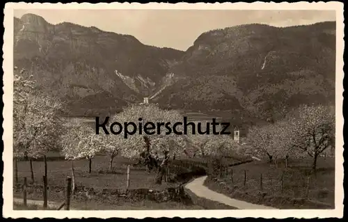 ALTE POSTKARTE APPIANO PRESSO BOLZANO EPPAN BOZEN Alto Adige Val Gardena Dolomiti Italia postcard Kirsche cherry tree