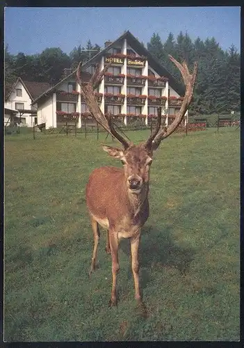 POSTKARTE HORHAUSEN-OBERSTEINEBACH WALDHOTEL HEIDERHOF HIRSCH FLAMMERSFELD roe fallow deer daim chevreuil cerf postcard