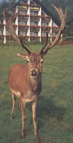 POSTKARTE HORHAUSEN-OBERSTEINEBACH WALDHOTEL HEIDERHOF HIRSCH FLAMMERSFELD roe fallow deer daim chevreuil cerf postcard