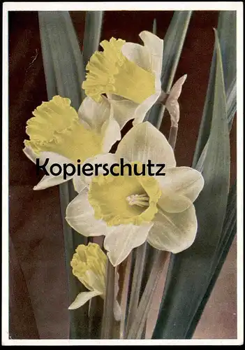 ALTE POSTKARTE BLUMEN TROMPETEN-NARZISSEN VERFASST WILSNACK 16.02.1945 Narcisse Daff Daffodil Flowers Fleurs postcard AK