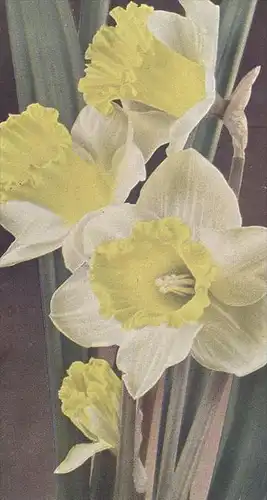 ALTE POSTKARTE BLUMEN TROMPETEN-NARZISSEN VERFASST WILSNACK 16.02.1945 Narcisse Daff Daffodil Flowers Fleurs postcard AK