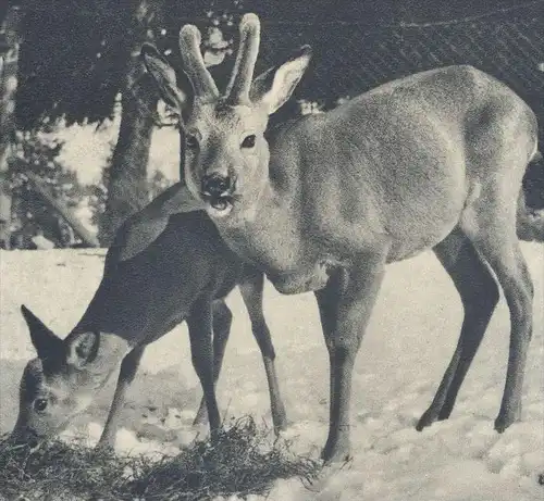 ÄLTERE POSTKARTE IN WINTERS KÄLTE REHE J. KITTKEWITZ Hirsch Reh Hirsche Roe fallow deer daim chevreuil cerf hiver Winter