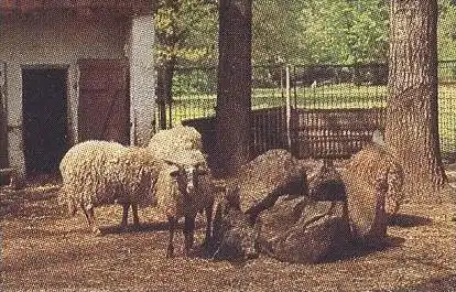 ÄLTERE POSTKARTE TIERPARK LUCKENWALDE HIRSCH SCHAF ZACKELSCHAF deer cerf jardin zoologique Zoo postcard cpa AK