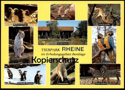 POSTKARTE TIERPARK RHEINE ZEBRA AFFE FLAMINGO LUCHS PINGUINE ARAUNA penguin jardin zoologique Zoo postcard cpa AK