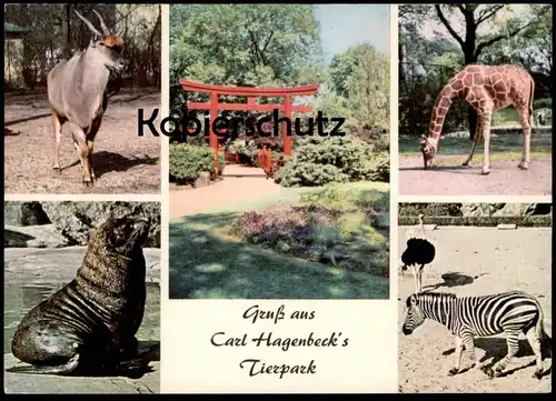 POSTKARTE GRUSS AUS CARL HAGENBECK'S TIERPARK HAMBURG STELLINGEN ZOO ZEBRA STRAUSS GIRAFFE SEELÖWE jardin zoologique