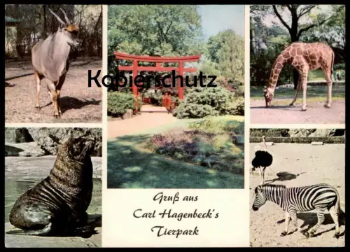 POSTKARTE GRUSS AUS CARL HAGENBECK'S TIERPARK HAMBURG STELLINGEN ZOO ZEBRA STRAUSS GIRAFFE SEELÖWE jardin zoologique