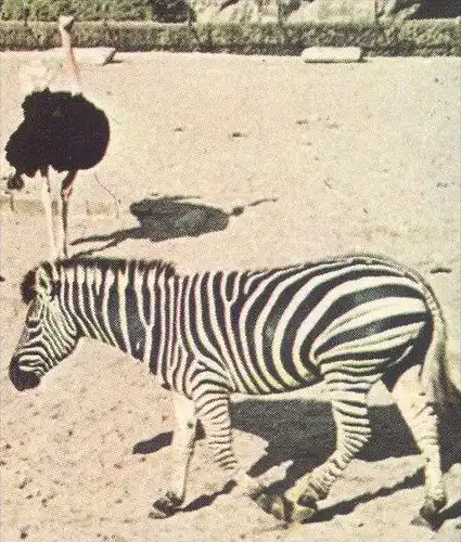 POSTKARTE GRUSS AUS CARL HAGENBECK'S TIERPARK HAMBURG STELLINGEN ZOO ZEBRA STRAUSS GIRAFFE SEELÖWE jardin zoologique