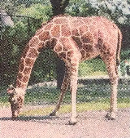 POSTKARTE GRUSS AUS CARL HAGENBECK'S TIERPARK HAMBURG STELLINGEN ZOO ZEBRA STRAUSS GIRAFFE SEELÖWE jardin zoologique