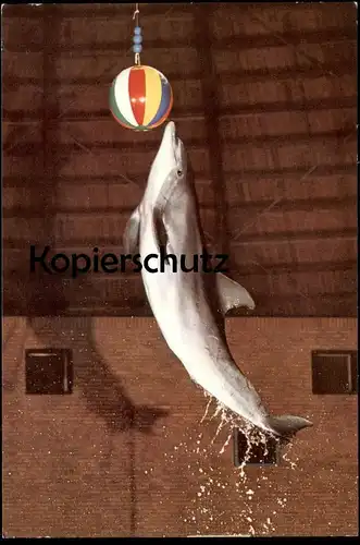POSTKARTE DELPHINARIUM MÜNSTER WESTFALEN ALLWETTERZOO Delphin-Show Delphine Delfine Delfin Dolphin Dauphin Tierpark Zoo