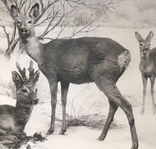 ÄLTERE POSTKARTE BERLIN MUSEUM FÜR NATURKUNDE DIORAMA REHE IM WINTER HIRSCH Reh Hirsche Roe fallow deer chevreuil cerf