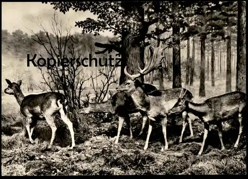 ÄLTERE POSTKARTE BERLIN MUSEUM FÜR NATURKUNDE DAMWILD REH HIRSCH Rehe Hirsche Roe fallow deer daim chevreuil cerf cpa AK