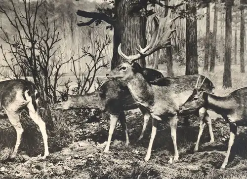 ÄLTERE POSTKARTE BERLIN MUSEUM FÜR NATURKUNDE DAMWILD REH HIRSCH Rehe Hirsche Roe fallow deer daim chevreuil cerf cpa AK