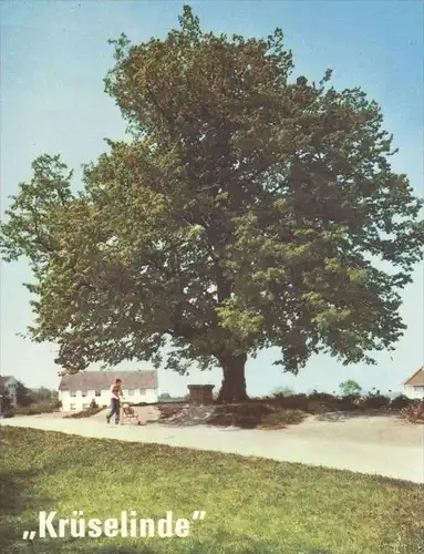 POSTKARTE KRÜSELINDE OLLENBIÄRGE ALTENBERGE LINDE BAUM TREE ARBRE Tilleul Linden Plattdeutsch Dialekt dialect postcard