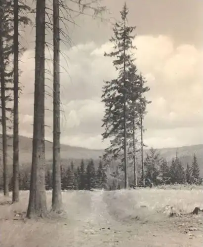 ALTE POSTKARTE DAS SCHÖNE SIEGERLAND HÖHENWEG AM KINDELSBERG bei Kreuztal Foto Loos cpa postcard AK Ansichtskarte