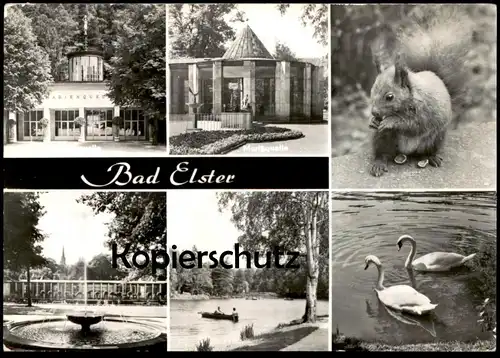 ÄLTERE POSTKARTE BAD ELSTER QUELLE MORITZQUELLE EICHHÖRNCHEN Squirrel écureuil Schwan Schwäne Swan Cygne cpa postcard