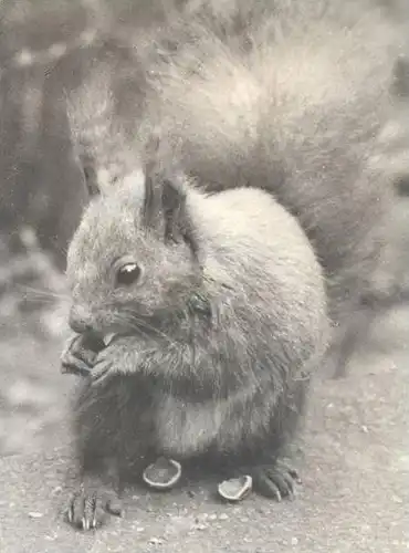 ÄLTERE POSTKARTE BAD ELSTER QUELLE MORITZQUELLE EICHHÖRNCHEN Squirrel écureuil Schwan Schwäne Swan Cygne cpa postcard