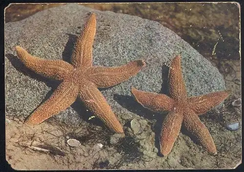 POSTKARTE SEESTERN NORDSEEHEILBAD BORKUM Starfish étoile de Mer du nord Seesterne Muschel Shell Nordsee North Sea cpa