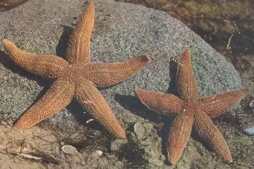 POSTKARTE SEESTERN NORDSEEHEILBAD BORKUM Starfish étoile de Mer du nord Seesterne Muschel Shell Nordsee North Sea cpa