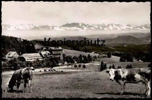ÄLTERE POSTKARTE FELDBERG HOTEL FELDBERGERHOF Schwarzwald Black Forest Foret-Noire AGFA AK Kuh Kühe Vache Cow Cows cpa