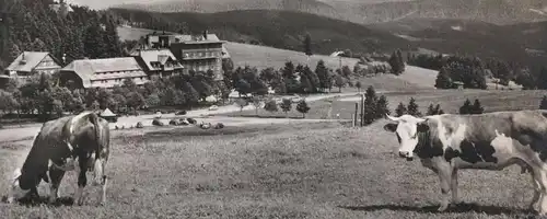 ÄLTERE POSTKARTE FELDBERG HOTEL FELDBERGERHOF Schwarzwald Black Forest Foret-Noire AGFA AK Kuh Kühe Vache Cow Cows cpa