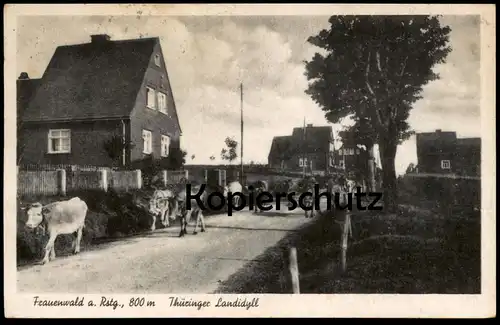 ALTE POSTKARTE FRAUENWALD RENNSTEIG THÜRINGEN THÜRINGER LANDIDYLL ILMENAU Kühe Kuh Cow Cows Vache postcard
