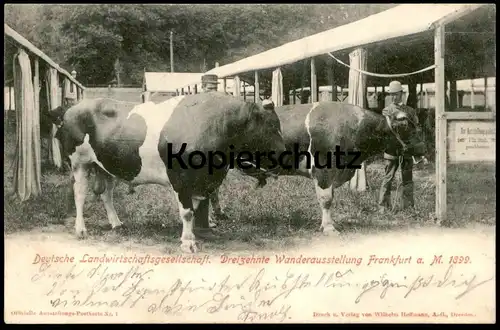ALTE POSTKARTE DEUTSCHE LANDWIRTSCHAFTSGESELLSCHAFT WANDERAUSSTELLUNG FRANKFURT 1899 Kuh Cow Bull Taureau Vache cpa