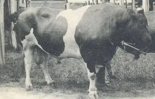 ALTE POSTKARTE DEUTSCHE LANDWIRTSCHAFTSGESELLSCHAFT WANDERAUSSTELLUNG FRANKFURT 1899 Kuh Cow Bull Taureau Vache cpa