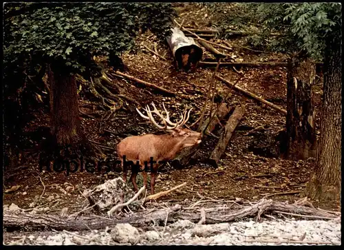 POSTKARTE ROTHIRSCH IM WALD HIRSCH CERVUS ELAPHUS Reh Red deer cerf élaphe chevreuil cervo cpa postcard AK Ansichtskarte
