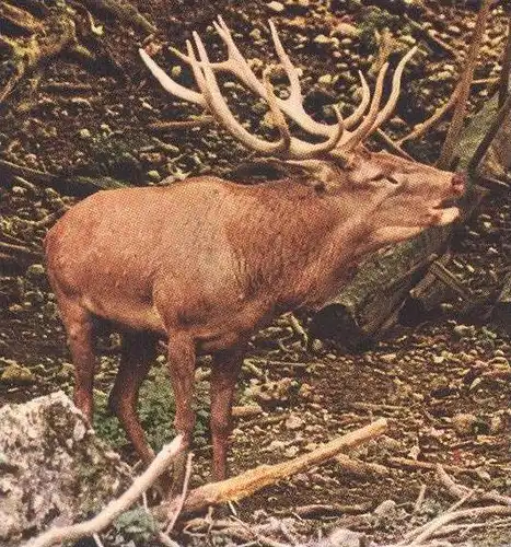 POSTKARTE ROTHIRSCH IM WALD HIRSCH CERVUS ELAPHUS Reh Red deer cerf élaphe chevreuil cervo cpa postcard AK Ansichtskarte