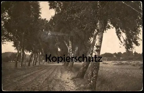 ALTE KÜNSTLER POSTKARTE LANDSCHAFTSSTUDIEN No.1812 LANDSCHAFT Fotografie Photographie photography Allee alley Birke tree