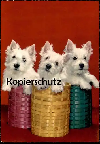 ÄLTERE POSTKARTE DREI WEST HIGHLAND WHITE TERRIER WESTIE WESTIES HUND DOG DOGS CHIEN CHIENS cpa postcard Ansichtskarte