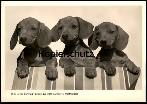 ÄLTERE POSTKARTE DREI FRECHE KURZHAAR-BUBEN DACKEL ZUCHT DORFMEISTER GERGWEIS Teckel Basset Dachshund Hund dog chien AK